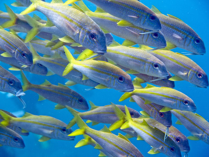 Fish, Rubiah Sea Garden